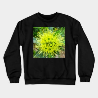 Golden Penda (Xanthostemon chrysanthus) Crewneck Sweatshirt